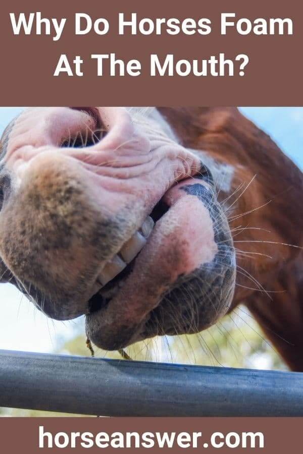 Why Do Horses Foam At The Mouth?