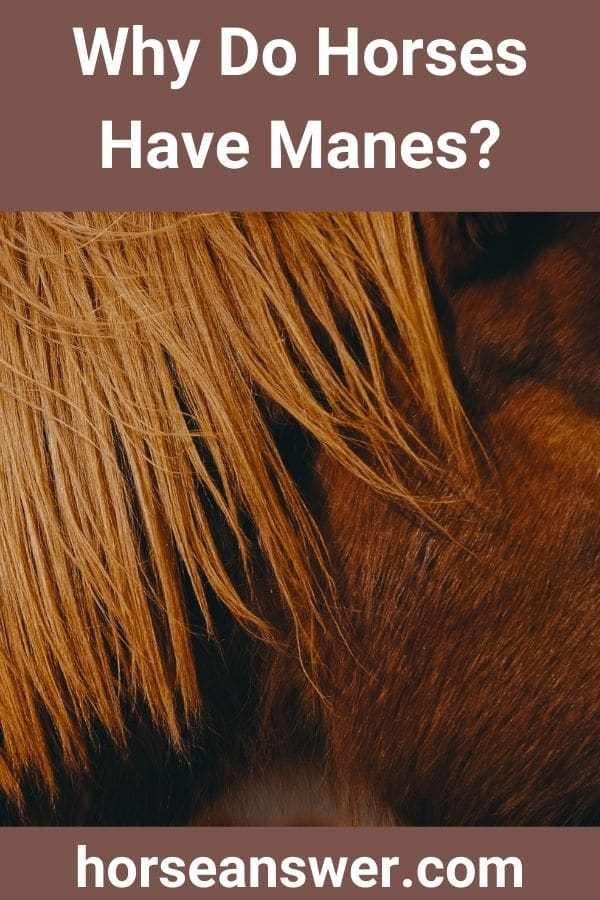 Why Do Horses Have Manes