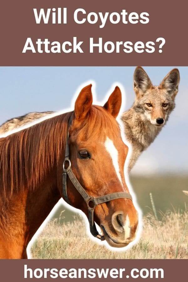 Will Coyotes Attack Horses
