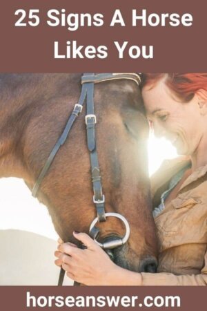 25 Signs A Horse Likes You