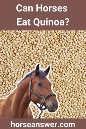 Can Horses Eat Quinoa?