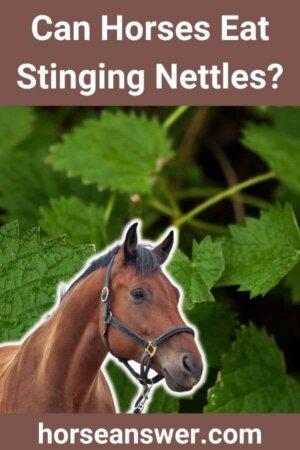 Can Horses Eat Stinging Nettles?