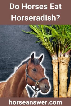 Do Horses Eat Horseradish? (Find Out!)