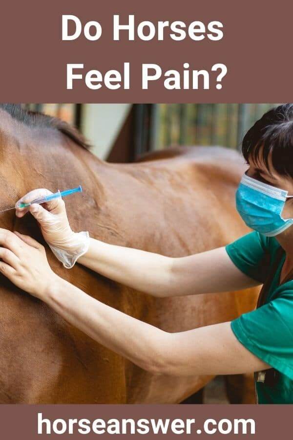 Do Horses Feel Pain?