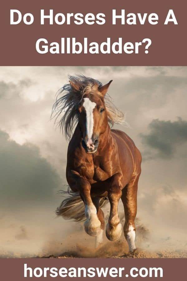 Do Horses Have A Gallbladder?