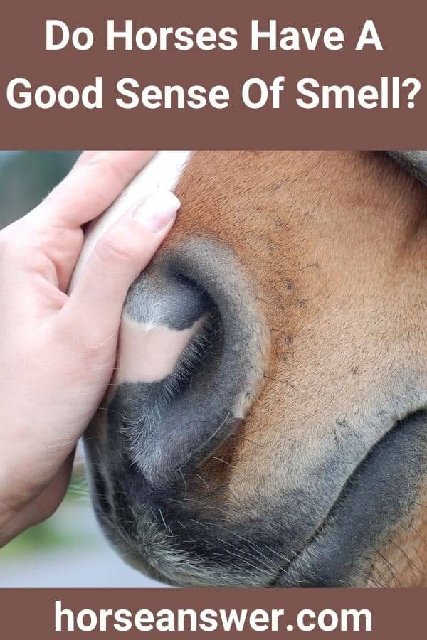 Do Horses Have A Good Sense Of Smell?