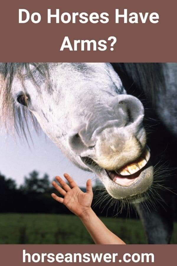 Do Horses Have Arms?