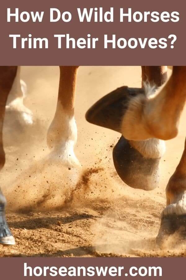 How Do Wild Horses Trim Their Hooves?