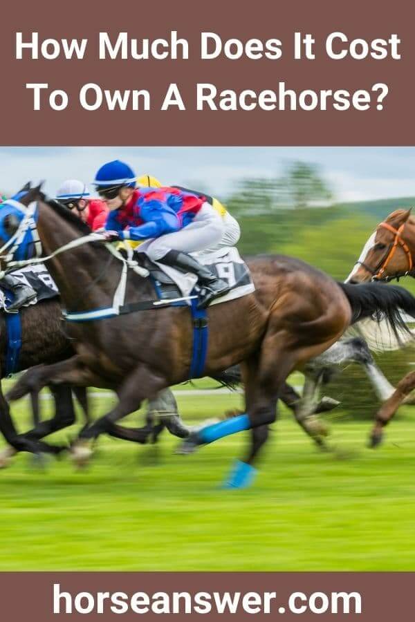 How Much Does It Cost To Own A Racehorse Horse Answer