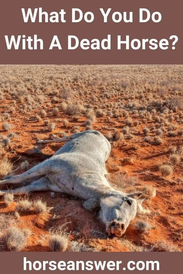 What Do You Do With A Dead Horse